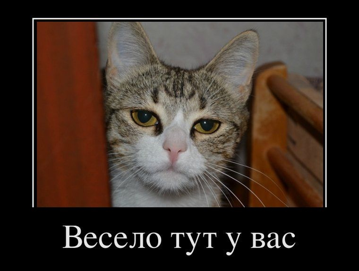 Мем Я Здесь