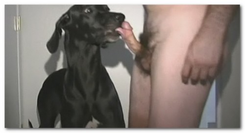 Guy Fucking Female Dog - Guy fucks great dane xxx porn - Nude gallery. 